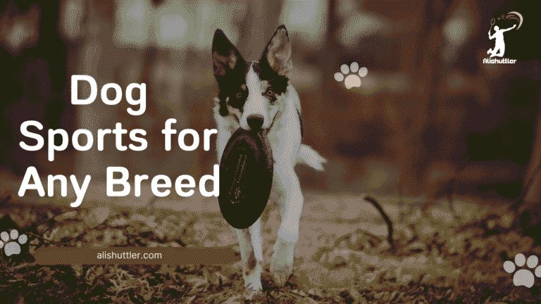 best dog sports for any breed